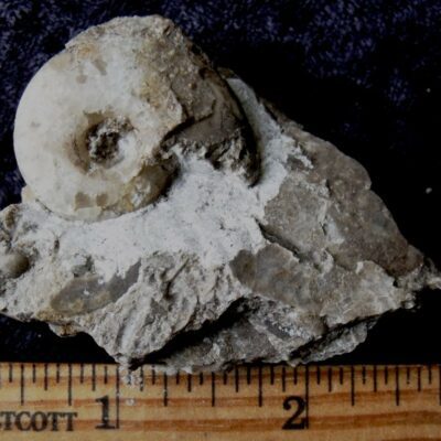 Koenenites Cephalopod Fossil 4