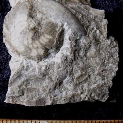 Koenenites Cephalopod Fossil 6