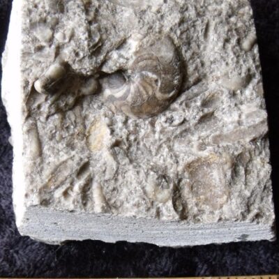 Koenenites Cephalopod Fossil 8