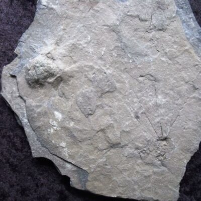 Fossil Gogia Echinoderm 5