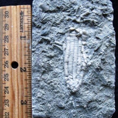 Fossil Crinoid Crown