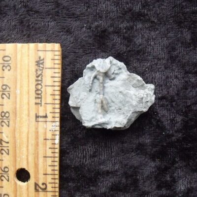 Fossil Cystoid Holdfast