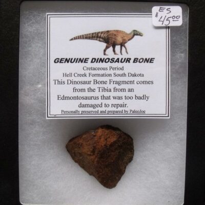 Fossil Dino Bone Frag