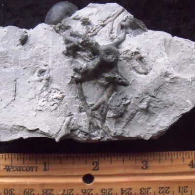 Fossil Gastropod & Holdfast