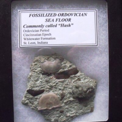 Fossil Sea Floor