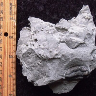 Fossil Calymene niagarensis