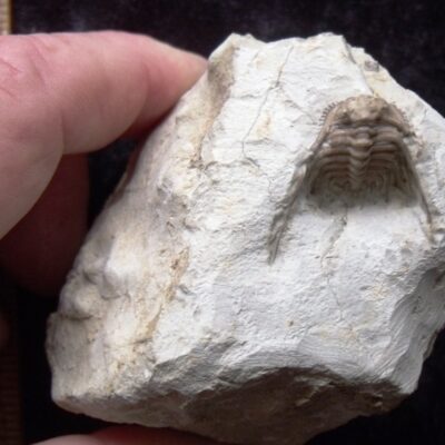 Fossil Kettneraspis Trilobite