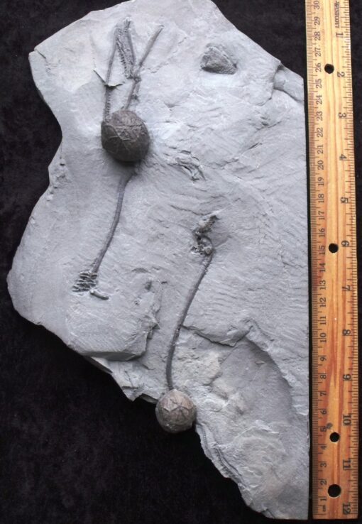 Fossil Cystoids & Coral