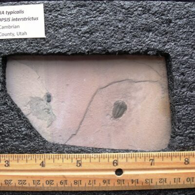 Two Fossil Trilobites