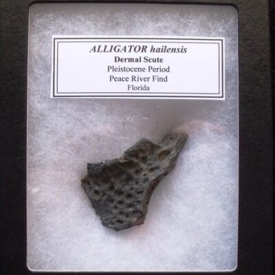 Fossil Alligator Scute
