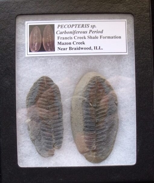 Pecopteris Fern Nodule