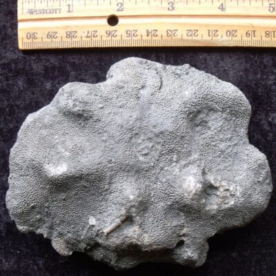 Complete Fossil Coral Head