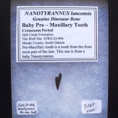 Fossil Baby Nanotyrannus Tooth