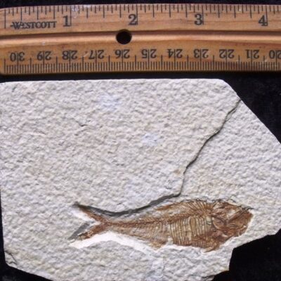 Small Fossil Diplomystus