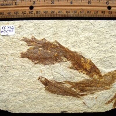 Fossil Fish Multi Plate