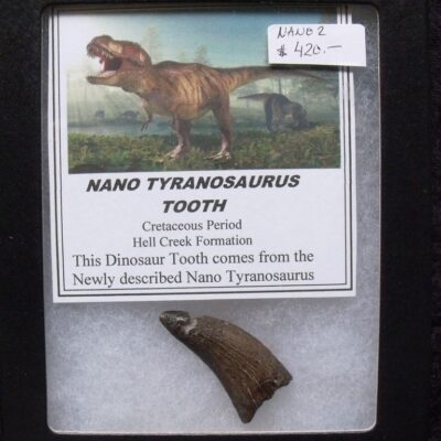 Fossil Nanotyrannosaurus dinosaur tooth