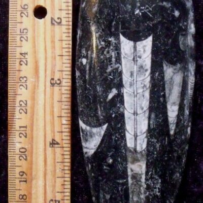 Orthoceras Cephalopod Fossil