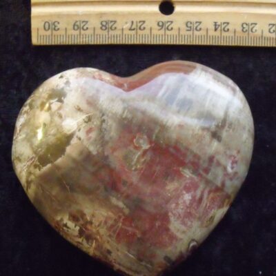 Fossil Petrified Wood Heart