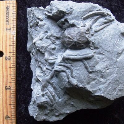 Fossil Cystoid & Bryozoan