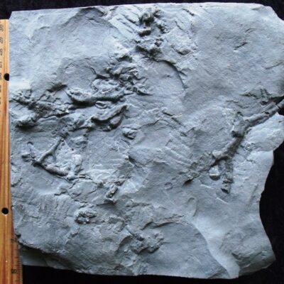 Fossil Bryozoan Colony