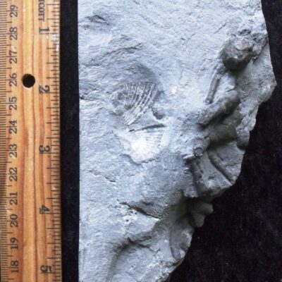 Fossil Multi Plate
