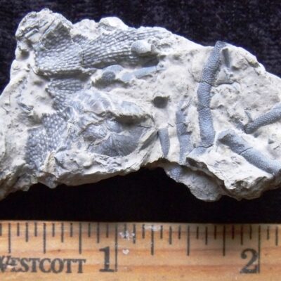 Fossil Bryozoan Hash