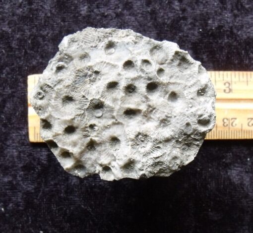 Fossil Baby Coral