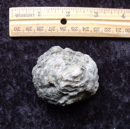 Fossil Baby Coral - Image 2