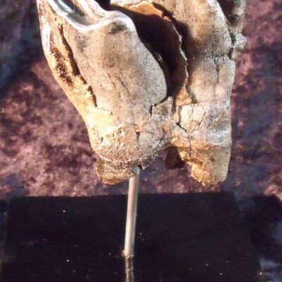 Fossil Rhinoceros Tooth