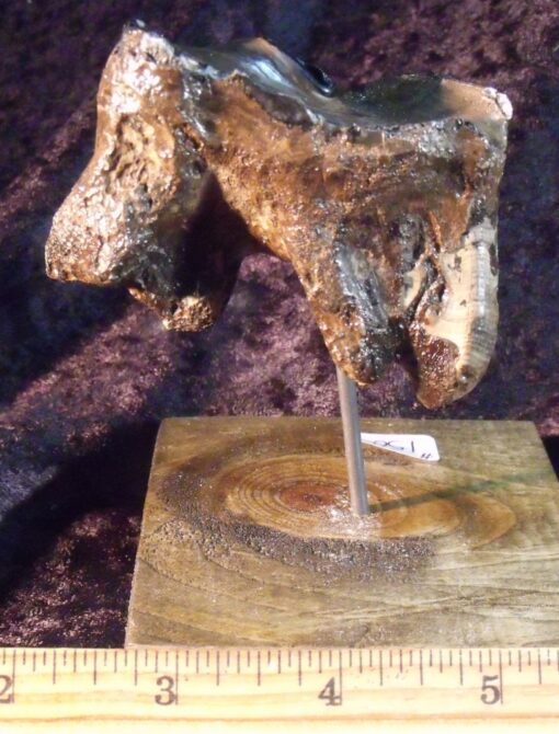 Fossil Woolly Rhinoceros Tooth - Image 2