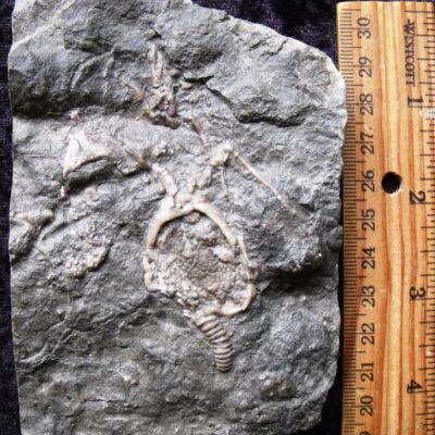 Fossil Pleurocystites Cystoid