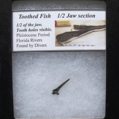 Fossil Toothed Fish Jaw