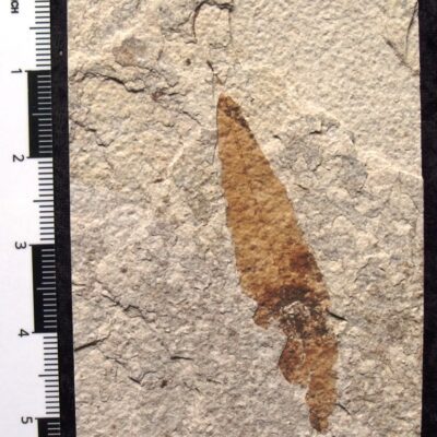 Detailed Fossil Willow Leaf