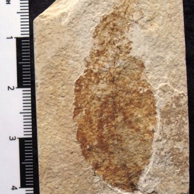 Fossil Eocene Leaf