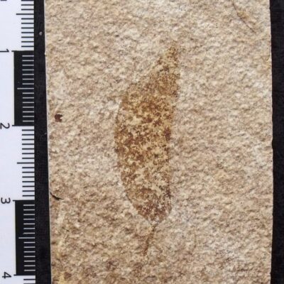 Affordable Fossil Leaf