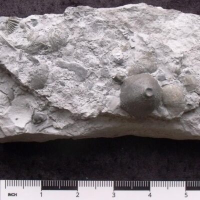 Fossil Crinoid Arthroacantha