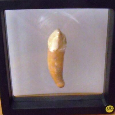 Fossil IceAge Bear Incisor
