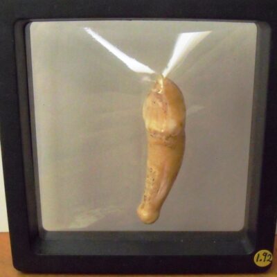 Fossil Cave Bear Incisor