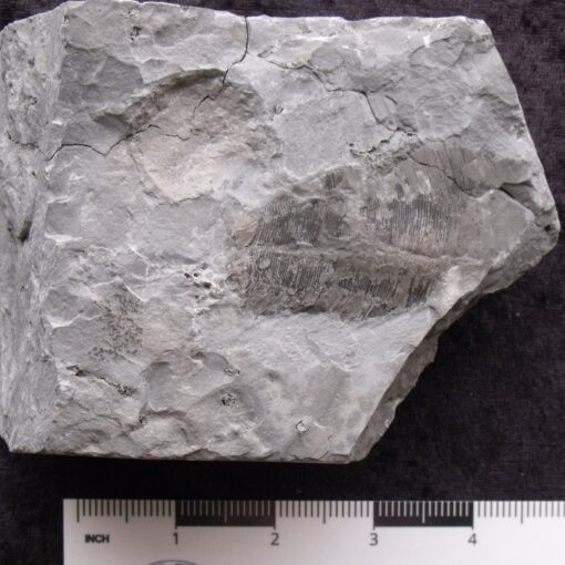 Detailed Fossil Conularid