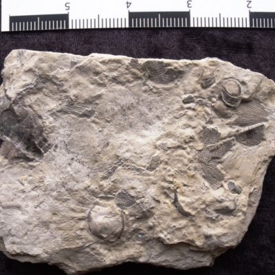 Fossil Bumastis Trilobite +
