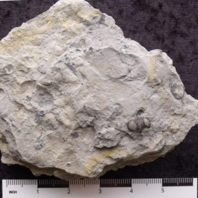 Silurian Bumastis Trilobite