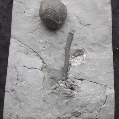 Fossil Cystoid