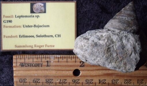 Fossil Swiss Leptomaria Snail