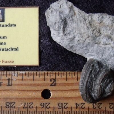 Fossil Pleurotomaria Gastropod