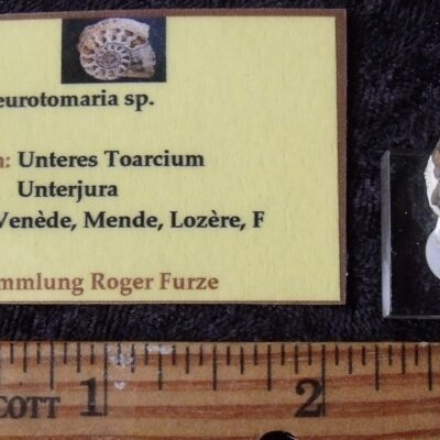 Small Fossil Pleurotomaria