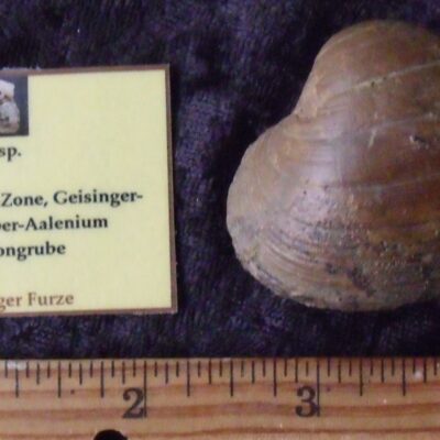 Fossil Grammatodon Bivalve