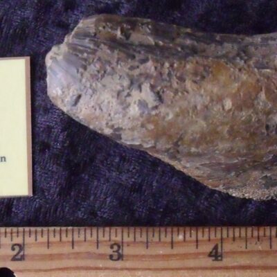 Fossil MODIOLUS Mollusk