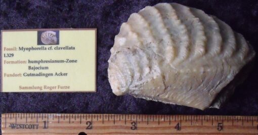 Fossil Myophorella Bivalve
