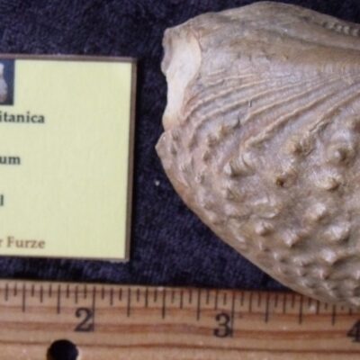 Fossil Myophorella Shell