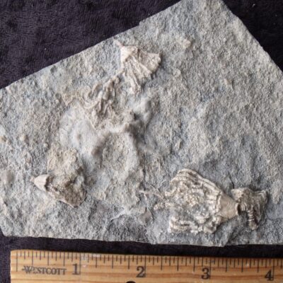 Three Crinoid Block